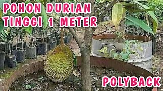 pohon durian 1 m polyback #durian #fyp #investasi #viral #bawor