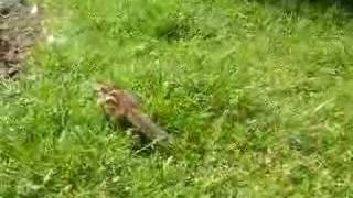 Attack of the Chipmunk