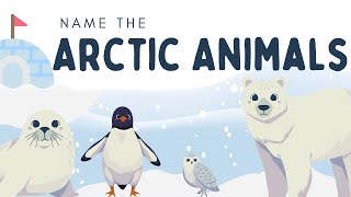 Arctic Animals for preschoolers - Arctic fox, Narwhal, Penguins, MuskOX and more!