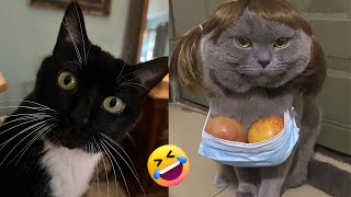 Funniest Cats and Dogs 2023 😂 Funniest Animal Videos 2023 😂 funny videos 😂 part 14