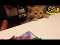 茶トラ子猫「ひろし」刺身ハンター登場↑ ひょこっと顔出し狙ってます↑ Funny cat video: Kitten hunting for sashimi