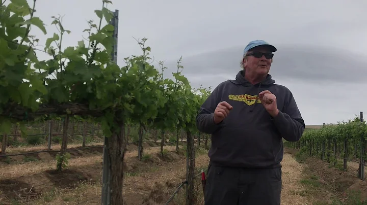 Sauvignon Blanc Vineyard tour - Meeks Vineyard, Yakima Valley, Washington