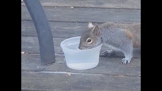 Best way to drink water  |  Squirrels