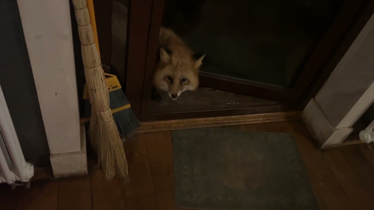 Алиса - лиса. Фырь, фырь