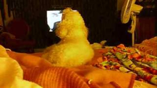 My Mothers Dog Howling At Law And Order Theme