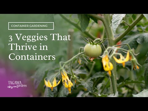 Video: Što su ukrasne biljke povrća - korištenje povrća i bilja za lišće u posudi