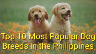 Top 10 Most Popular Dog Breeds in the Philippines 🇵🇭