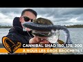 Cannibal shad en grande taille pour les gros brochets