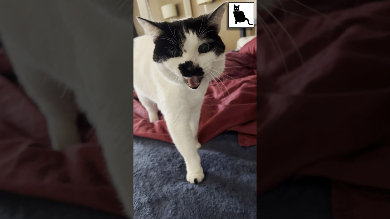 A Meow-y #Caturday with Sam Sam!