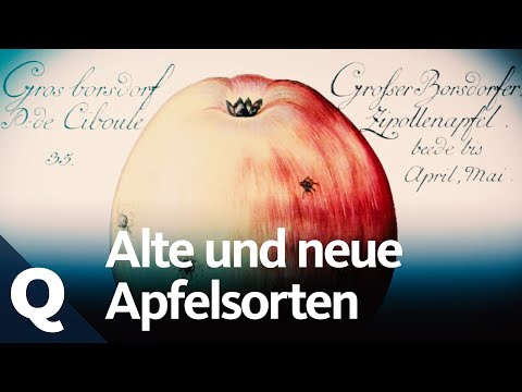 Video: Obstbäume in Zone 8: Erfahren Sie mehr über Obstbaumsorten für Zone 8