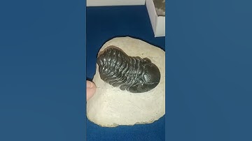 Have You Ever Seen A Trilobite With This Detail? Stunning! #fossils #nature #crystals