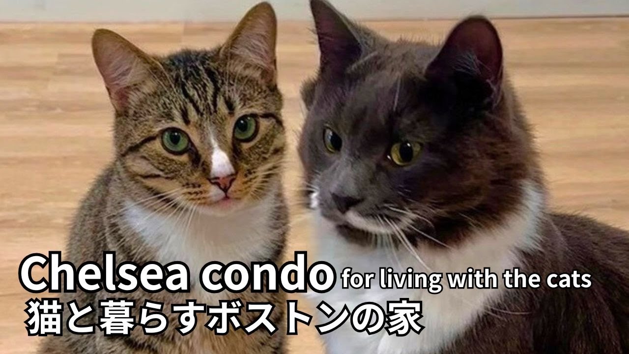 猫と暮らすボストンの家【Chelsea condo for living with the cats】