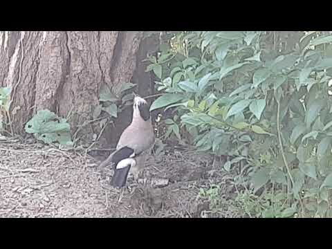 ჩხიკვი ვაკის პარკში