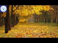 432Hz - 529Hz Mandala HealingㅣPowerful Immune SystemㅣPositive Energy | Sleep | Study Music