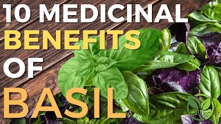 🌿Top 10 Surprising Medicinal Benefits Of Basil! (MUCH MORE THAN A KITCHEN HERB)