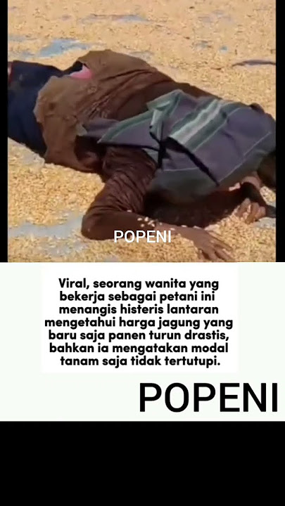 Akibat Harga Jagung Turun