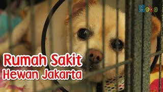 Yuk, Periksa Kesehatan Hewan Peliharaan di Rumah Sakit Hewan Jakarta!