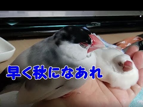 文鳥の介護#76 夏の疲れ Summer heat fatigue . 8year old java sparrow.