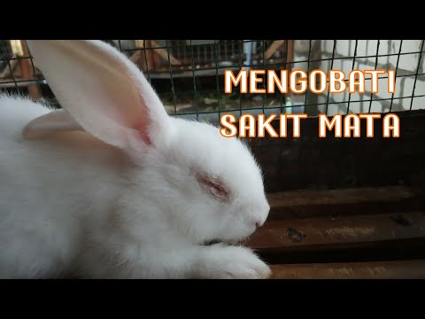 Video: Mata Mendung Pada Arnab