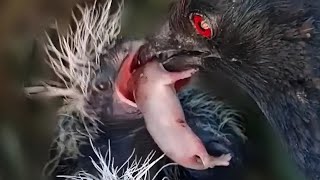 Greater coucal bird chicks were very hungry @onlybirds107