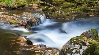 Westcountry Trees, Rivers Moorland