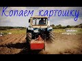 Трактор ЮМЗ копает картошку Польская картофелекопалка tractor digs potatoes  #vseklevo #синийтрактор