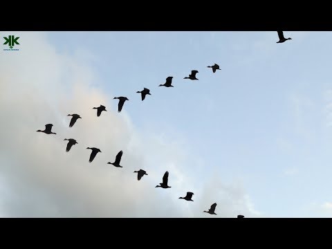 Video: Neden Turnaları Kış Için Kanatlı Planörle Götürüyorsunuz?