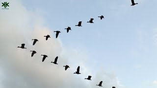 Kuş Sürüleri Neden V Şekli Oluşturarak Uçar?
