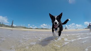 Training Tips for a Happy and Obedient Brittany Dog