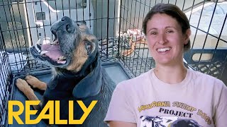 Sweet Hound Reunited With Owner | Pit Bulls & Parolees