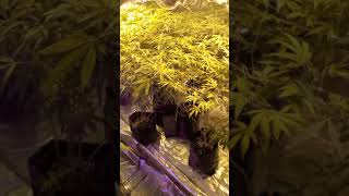 5 beginner tips for indoor cannabis growing