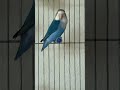 Blue Fischer Love Bird Lovebirdsbreeding Africanlovebird Parrots Parrots Birds Fischer Shorts Blue Fischer Love Bird Lovebirdsbreeding Africanlovebird Parrots Parrots Birds Fischer Shorts