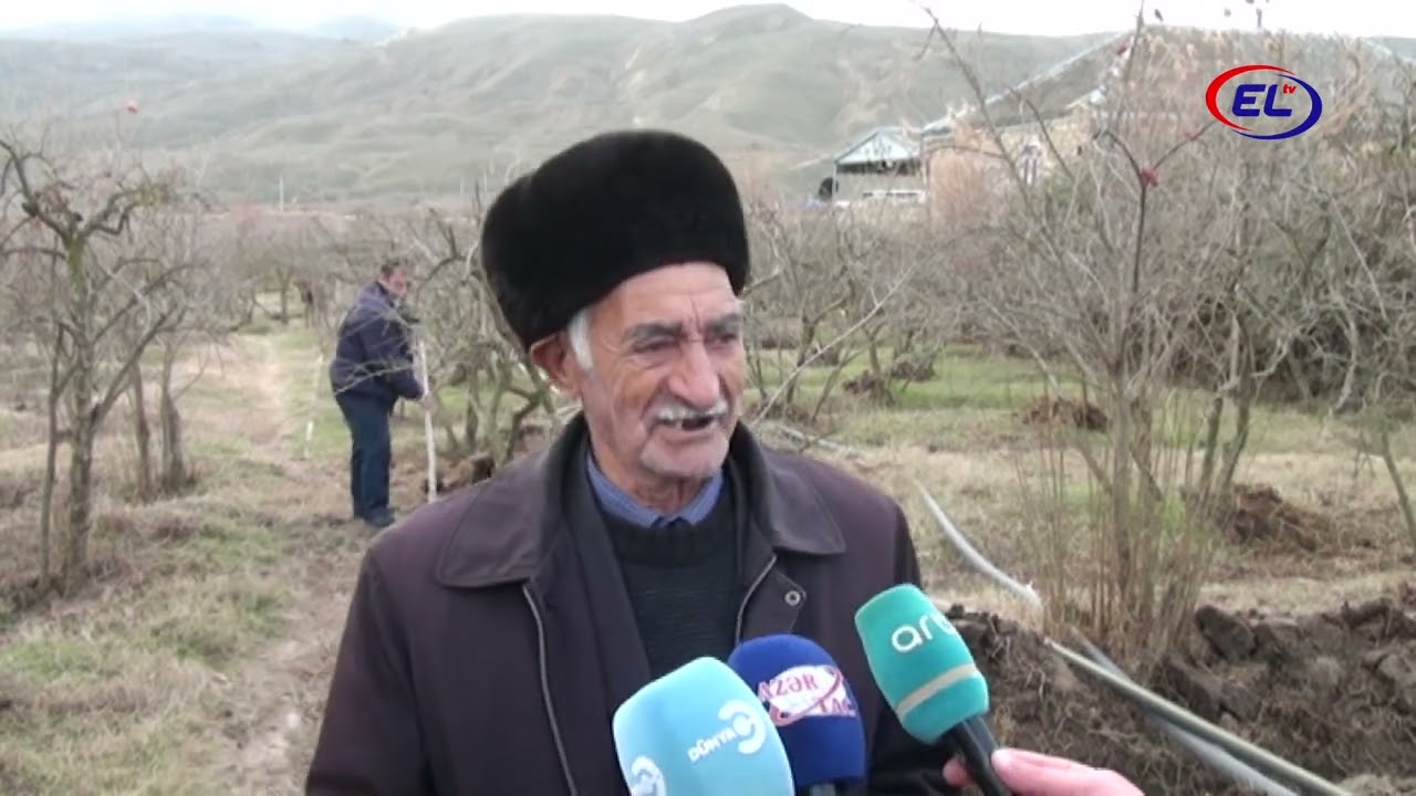 NAR AĞACLARININ BUDANMASI İŞLƏRİ APARILIR