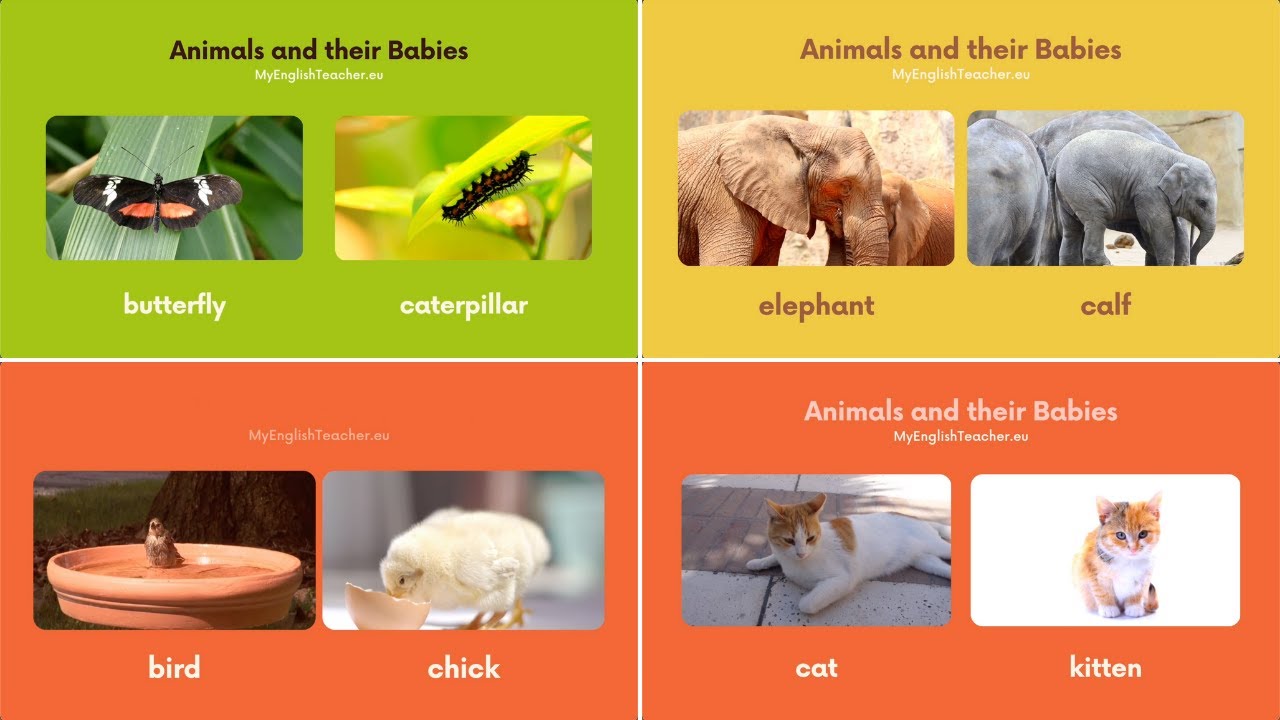 Animals and Their Babies Names in English 🐯 - YouTube