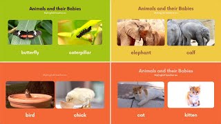 90 Names Of Baby Animals And Their Parents Myenglishteacher Eu Blog