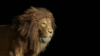 Lion for Blender 3d  with fur- rigged (downloadable)