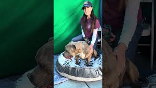 NEW! A5592591 Chapo   | Pit Bull by United Hope for Animals 522 views 4 months ago 1 minute, 2 seconds