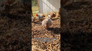 Helpful Chicken Run Idea For The Fall!!
