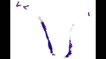 Bedload transport (per grid cell) with TELEMAC
