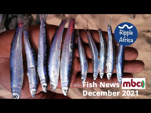 Malawi Broadcasting Corporation - MBC Fish news Dec 2021 - Ripple Africa hqdefault