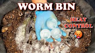 Use This To Replace Worm Bin Moisture & Reduce Heat | Vermicompost Worm Farm