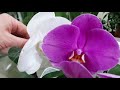 Я, вновь, на Орхоохоте.( с.ц.Агро-опт, г.Махачкала).Добыча -- орхидея Phal.Anna.