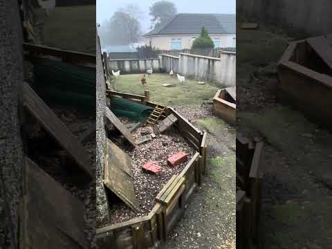 مرغ های زومیز در مه صبحگاهی مرغ مرغ های آزاد مزرعه مرغ تخم مرغ برف دیگر نیست