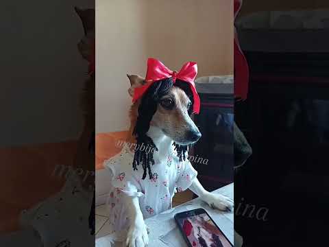 Miss maglietta bagnata!😂 #jackrussell #comedy #merybijouesciarpina #nuzzoedibiase