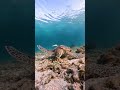 #seaturtle #underwater #ocean #gopro #okinawa #travel #beach #沖縄
