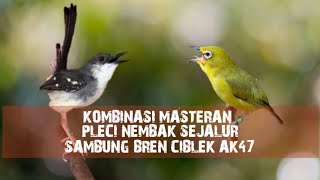 Download lagu Masteran Mewah | Pleci Nembak Sejalur Sambung Bren Ciblek Ak47
