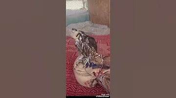 Сколько стоит сокол в Эмиратах. #соколвэмиратах