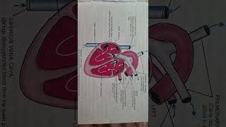 Internal structure of a human heart || How a heart functions || Diagram of a human heart