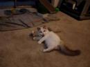 Watch the video about Cute Ragdoll kitten playing and having fun
