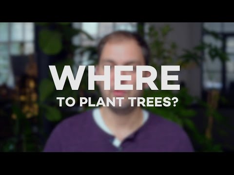 How Ecosia decides where to plant trees